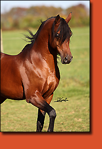 Bi Al Bir Fadil, photo