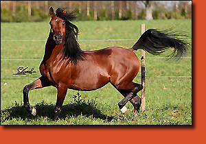 Bi Al Bir Fadil, photo