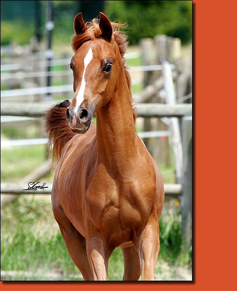 JA Elyos, cheval pur-sang arabe
