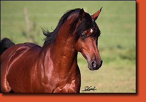 Bi Al Bir Fadil, photo