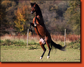 Bi Al Bir Fadil, photo