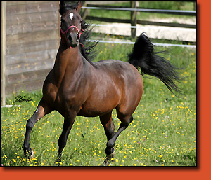 Xena HB, photo