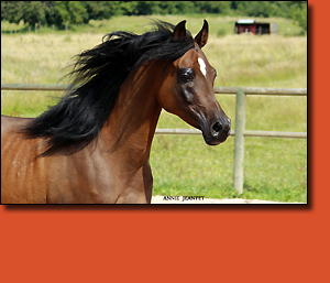 Xena HB, photo