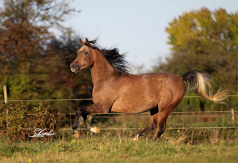 Cheval à Vendre