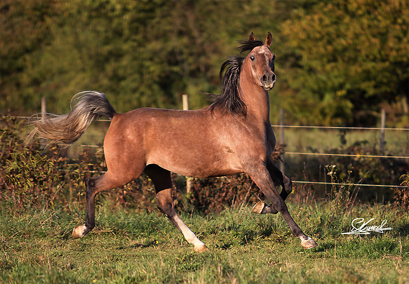 Cheval à Vendre